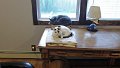 101_1699_edited-1