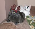 IMG_1953_edited-1