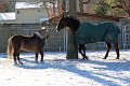 IMG_2209_edited-1