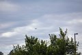 IMG_9343_edited-1
