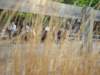 solipractice041509015_edited1_small.jpg