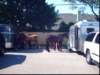 memorialdayparadeislip008_small.jpg