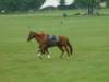 dsc04486_small.jpg