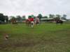 pumpkinfest164_edited1_small.jpg