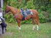 smithownfd100023_edited1_small.jpg