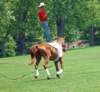 nottobeoutdonelennyshowsoffsomeofhisvaultingskills_small.jpg