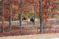IMG_1386_edited-1